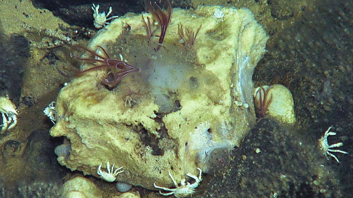 Osedax Worms