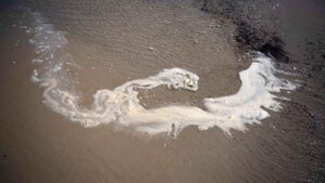 Toxic Algae