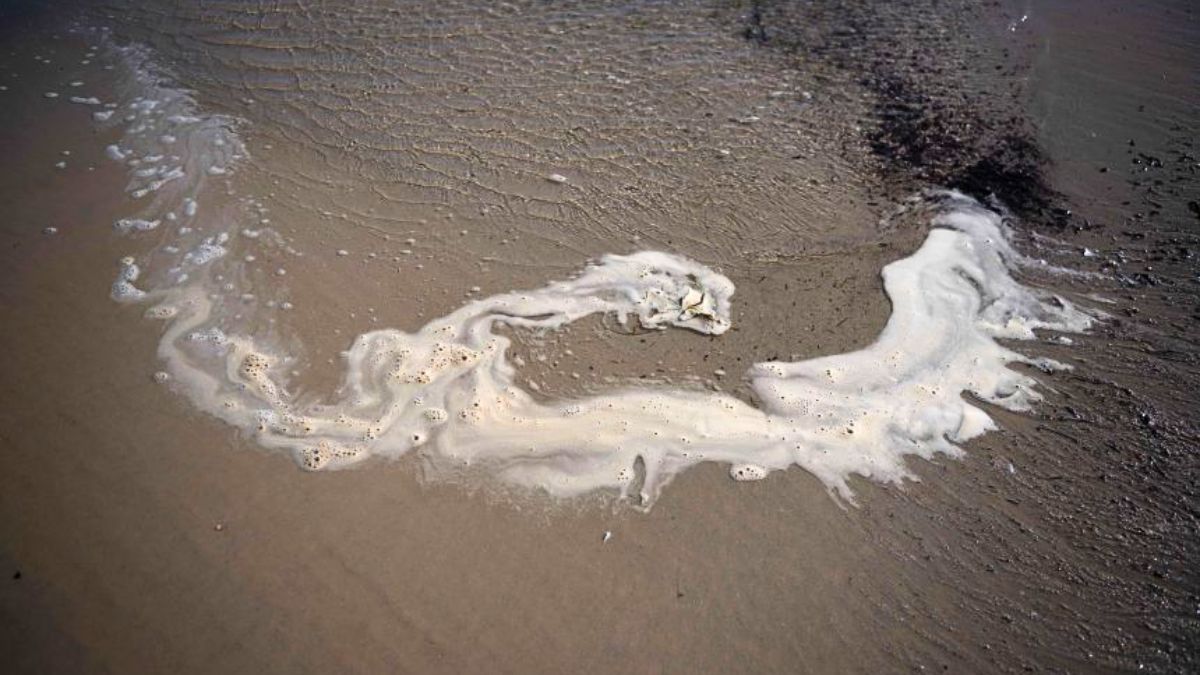 Toxic Algae